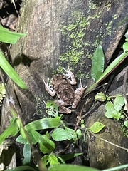 Oreobates quixensis