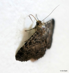 Polydesma boarmoides