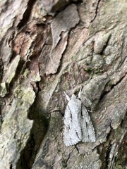 Acronicta laetifica