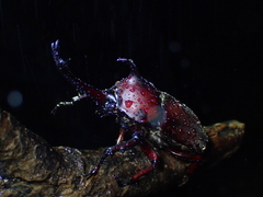 Trypoxylus dichotomus tsunobosonis