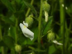Pombalia calceolaria