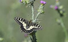 Papilio hospiton