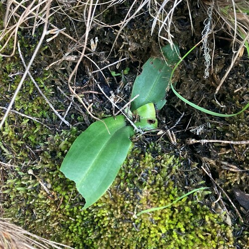 Image of Habenaria arenaria by (c) Justin Ponder, some rights reserved (CC BY)