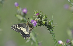 Papilio hospiton