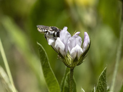 Megachile canariensis