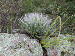 Agave schidigera