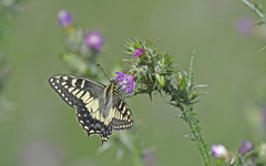 Papilio hospiton