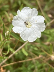 Stylisma pickeringii