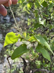 Croton ciliatoglandulifer