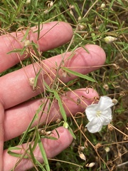 Stylisma pickeringii