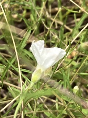 Stylisma pickeringii