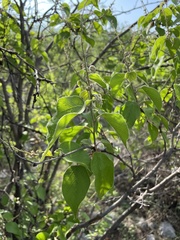 Croton ciliatoglandulifer