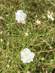 Stylisma pickeringii