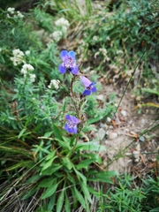 Penstemon gormanii