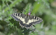 Papilio hospiton