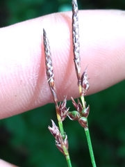 Carex lucorum austrolucorum