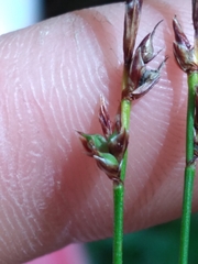 Carex lucorum austrolucorum