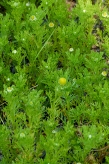 Matricaria discoidea