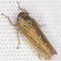 Paramesus major