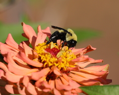 Bombus griseocollis