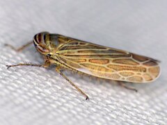 Paramesus major