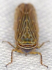 Paramesus major