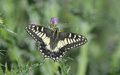 Papilio hospiton