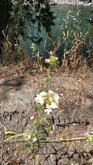 Collomia grandiflora