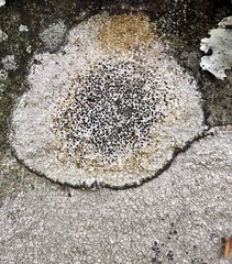 Lecidea tessellata tessellata
