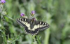 Papilio hospiton