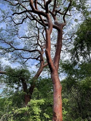 Bursera morelensis