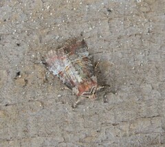 Mesoligia literosa