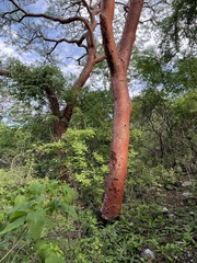 Bursera morelensis