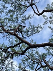 Bursera morelensis