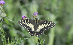 Papilio hospiton