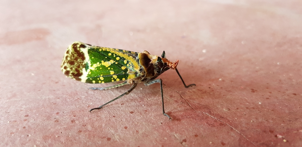 Phrictus hoffmannsi