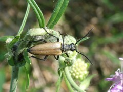 Lepturalia nigripes