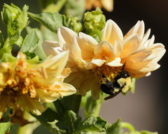 Bombus griseocollis