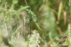 Anax imperator