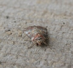 Mesoligia literosa
