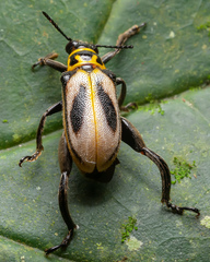 Agathomerus signatus