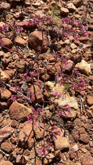 Chorizanthe fimbriata