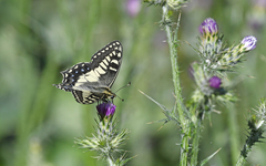 Papilio hospiton
