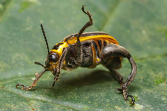 Agathomerus signatus