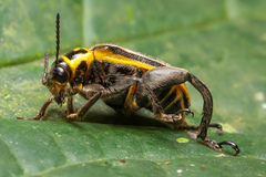 Agathomerus signatus