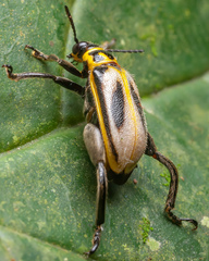 Agathomerus signatus