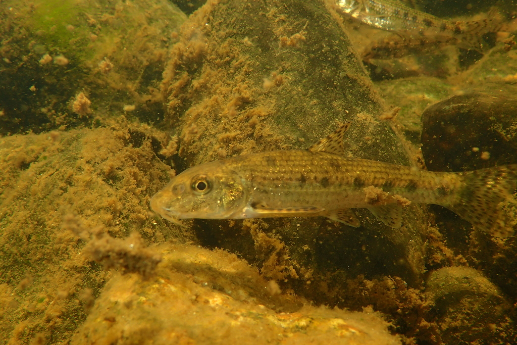 Auvergne Gudgeon