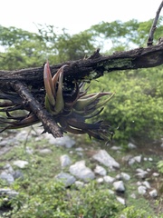 Tillandsia circinnatioides