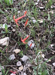 Ipomopsis aggregata formosissima