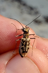 Ellipsoptera blanda